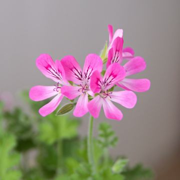 Pelargonium capitatum Pink Capricorn