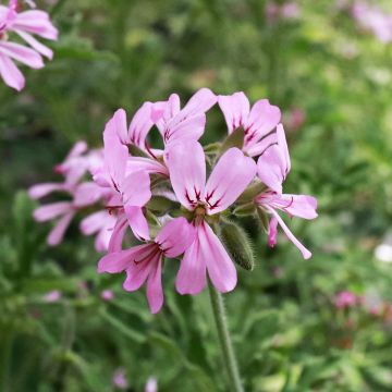 Pelargonium graveolens Robert's Lemon Rose