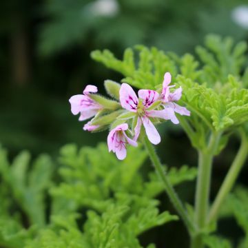 Pelargonium graveolens White Graveolens