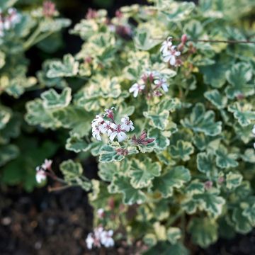 Pelargonium fragrans Variegatum