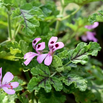 Pelargonium quercifolium Royal Oak