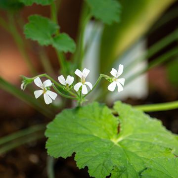 Pelargonium odoratissimum