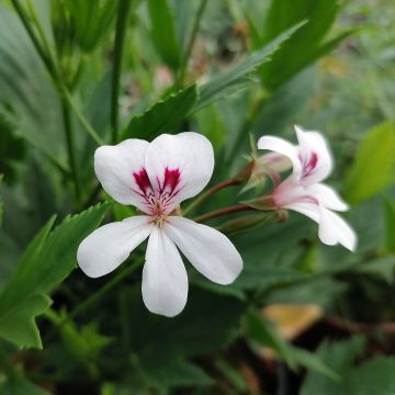 Pelargonium tricuspidatum