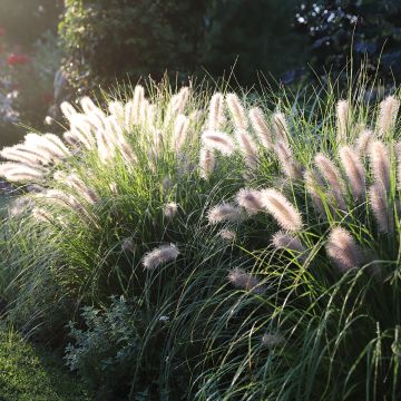 Pennisetum alopecuroïdes Piglet - Chinese Fountain Grass