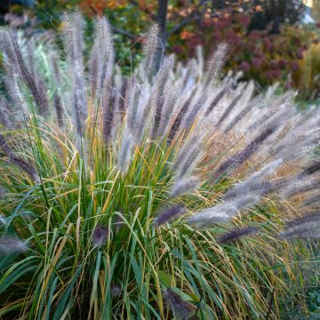 Pennisetum alopecuroïdes 'Red Head'