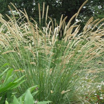 Pennisetum macrourum - African feather Grass