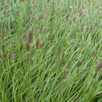 Pennisetum massaicum Red Button - African feather Grass