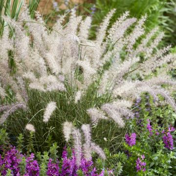 Pennisetum orientale JS Dance With Me - Oriental Fountain Grass