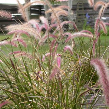 Pennisetum setaceum