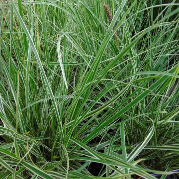 Pennisetum setaceum Skyrocket - Herbe aux écouvillons panachée