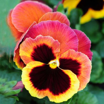 Viola wittrockiana F1 Carrera Autumn Berries- Swiss Garden Pansy