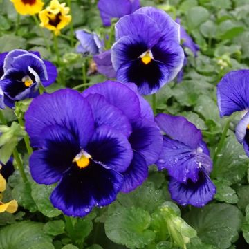 Viola x wittrockiana F1 Carrera Blue Blotch