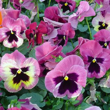 Carrera Pink Shades Pansy mini-plug- Swiss Garden Pansy