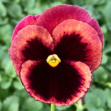 Viola wittrockiana F1 Carrera Rose Blotch- Swiss Garden Pansy