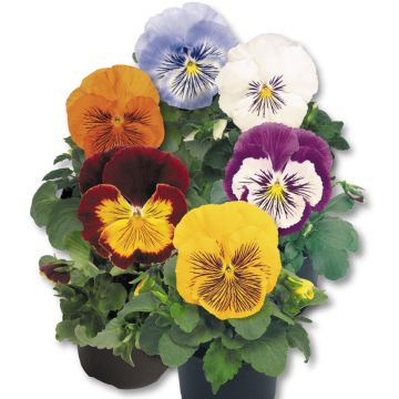 Viola x wittrockiana Cats F1 Mix - Pansy