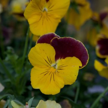 Viola PrimUp Felix Mandarin - Medium-flowered Pansy