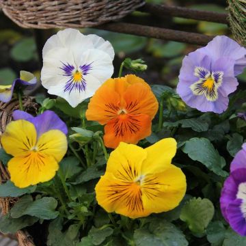 Viola Felix Pansy mini plug mix- Swiss Garden Pansy