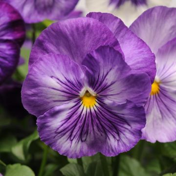 Viola hybrida Matrix F1 Lavender Shades - Pansy