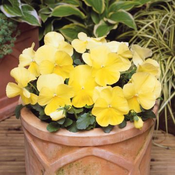 Viola hybrida Matrix F1 Lemon Clear - Pansy