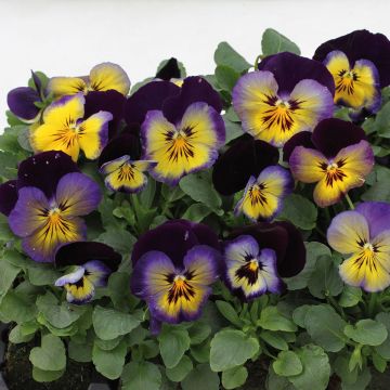 Viola Matrix Midnight Glow - Medium-flowered Pansy