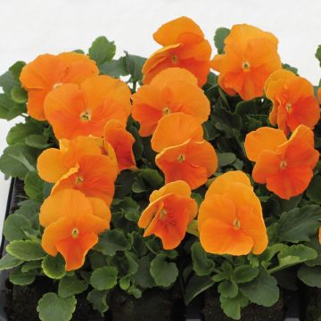 Viola hybrida Matrix F1 Orange Deep - Pansy