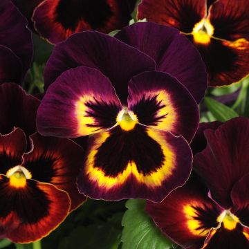 Viola hybrida Matrix F1 Sangria - Pansy