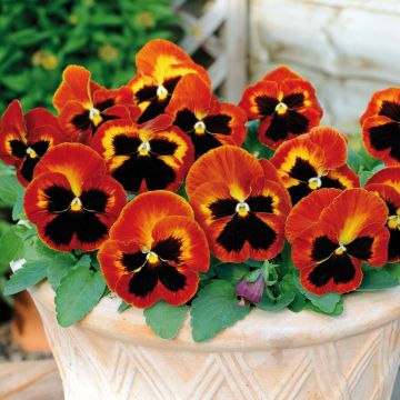 Viola hybrida Matrix F1 Solar Flare - Pansy