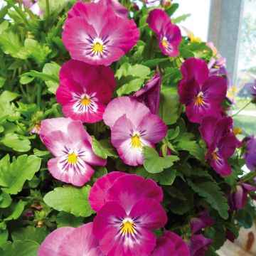 Viola x wittrockiana Ultima Radiance F1 Pink - Pansy