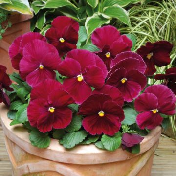 Viola Matrix Rose - Pansy