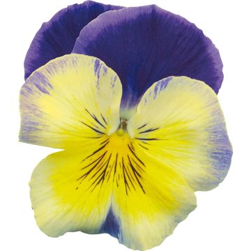 Viola x wittrockiana Prim Up Blue Yellow Splash - Pansy