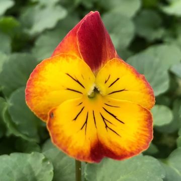 Viola Ultima Radiance Red - Medium Flowered Pansy