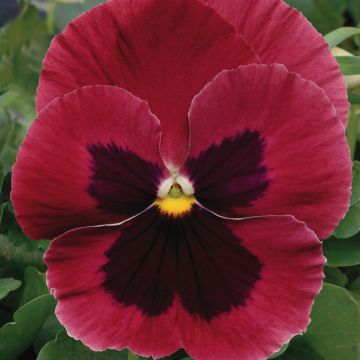 Viola hybrida Matrix F1 Rose Blotch - Pansy