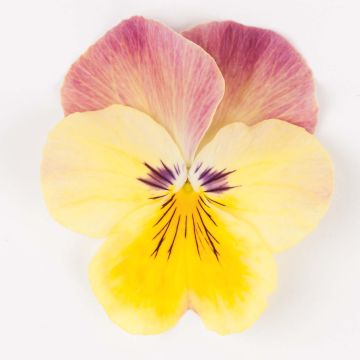 Viola wittrockiana Cool Wave Pink Yellow Bicolour- Swiss Garden Pansy