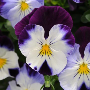 Viola wittrockiana Cool Wave Purple Wing- Swiss Garden Pansy