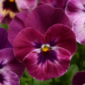 Viola Cool Wave Raspberry - Medium-flowered Pansy