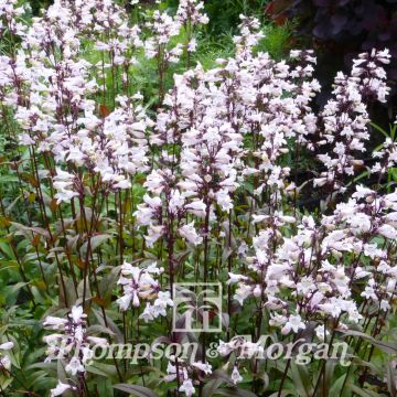 Penstemon digitalis Husker Red Seeds - Foxglove beardtongue