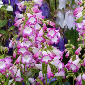 Penstemon hybrida Pensham Laura - Beardtongue