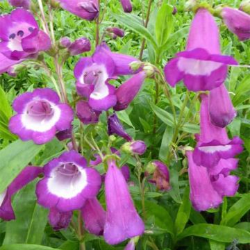 Penstemon hybrida Purple Passion - Beardtongue