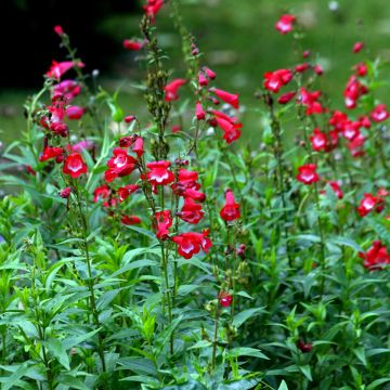 Penstemon Rubicundus - Beardtongue