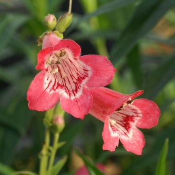 Penstemon heterophyllus Souvenir dAdrien Régnier - Beardtongue