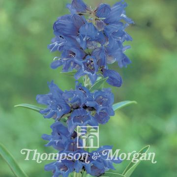 Penstemon heterophyllus True Blue Seeds - Beardtongue