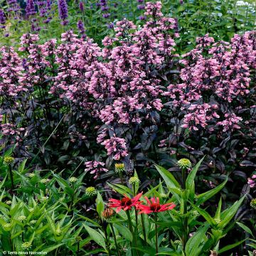 Penstemon digitalis Dakota Burgundy - Foxglove beardtongue