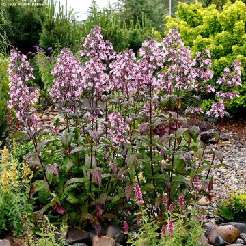 Penstemon digitalis Dakota Verde - Foxglove beardtongue