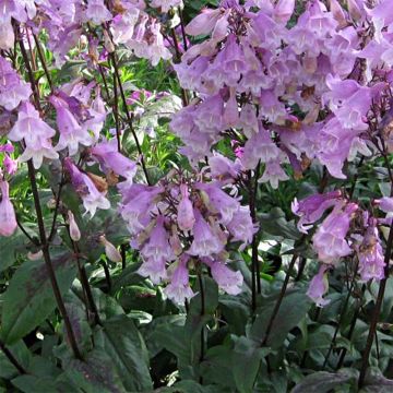 Penstemon digitalis Pocahontas - Foxglove beardtongue