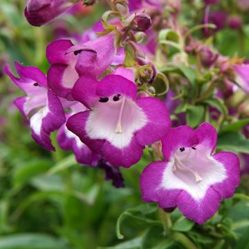 Penstemon Countess of Dalkeith - Beardtongue