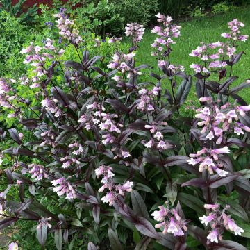 Penstemon hybride Dark Towers - Galane