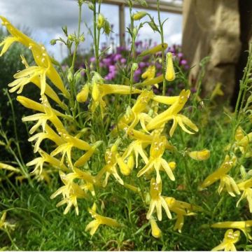 Penstemon pinifolius Mersea Yellow - Beardtongue