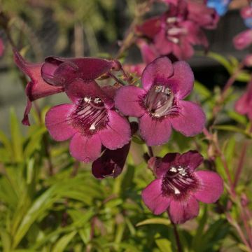 Penstemon Blackbird - Beardtongue