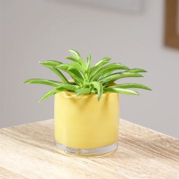 Peperomia ferreyrae Nevada - Happy bean plant