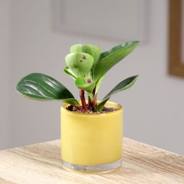Peperomia obtusifolia Red Canyon® - Baby rubber plant